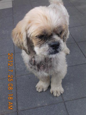 Milky (Temporary Named) - Shih Tzu Dog