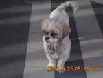 Milky (Temporary Named) - Shih Tzu Dog