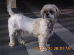 Milky (Temporary Named) - Shih Tzu Dog