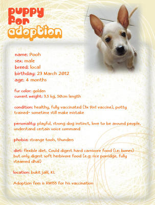 Pooh - Mixed Breed Dog