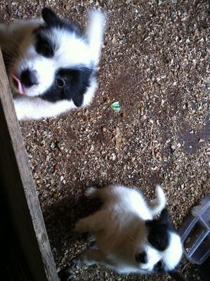 Panda_puppy_female_2 Months Old - Spitz Mix Dog