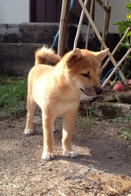 Shiba Inu For Sale - Shiba Inu Dog