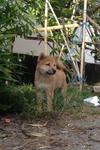 Shiba Inu For Sale - Shiba Inu Dog