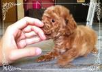 Taiwan Line Tiny Toy Poodle - Poodle Dog