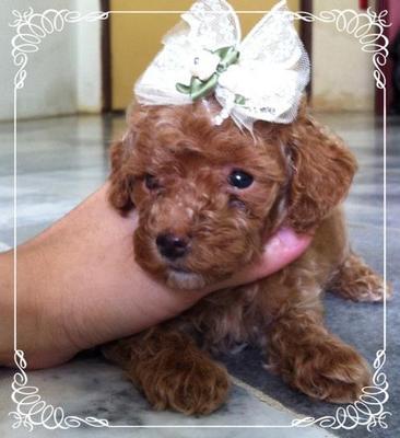 Taiwan Line Tiny Toy Poodle - Poodle Dog