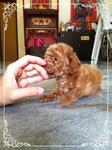 Taiwan Line Tiny Toy Poodle - Poodle Dog