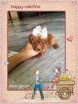 Taiwan Line Tiny Toy Poodle - Poodle Dog