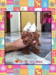 Taiwan Line Tiny Toy Poodle - Poodle Dog