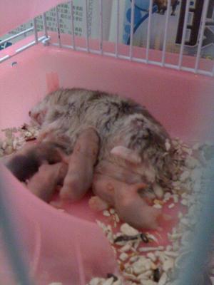 Hamsters Babies For Adoption - Short Dwarf Hamster Hamster