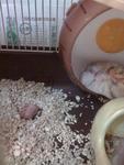 1st hamster mummy with her baby