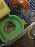 Hamsters Babies For Adoption - Short Dwarf Hamster Hamster