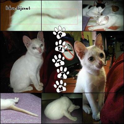 Putih - Domestic Short Hair Cat