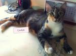 Cookie - Domestic Short Hair + Tortoiseshell Cat