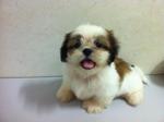 Shih Tzu - Shih Tzu Dog