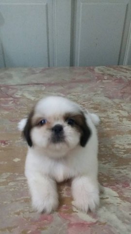 Shih Tzu - Shih Tzu Dog