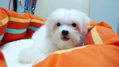 Maltese Small And White - Maltese Dog