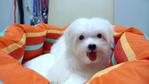 Maltese Small And White - Maltese Dog