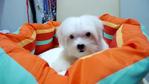 Maltese Small And White - Maltese Dog