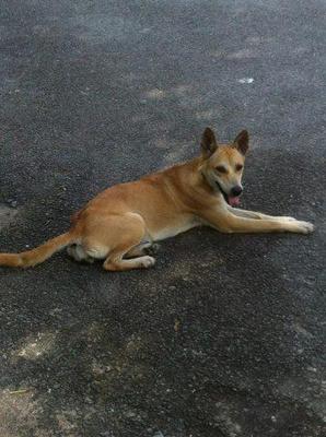 Jingle - Mixed Breed Dog