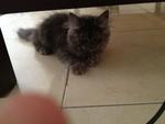 Tobby - Persian Cat