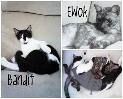 Bandit &amp; Ewok (Together) - Domestic Short Hair Cat