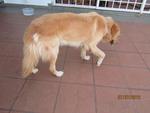 Leo - Golden Retriever Dog