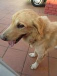 Leo - Golden Retriever Dog