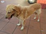 Leo - Golden Retriever Dog