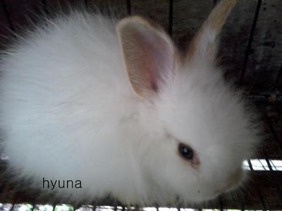 Angora Rabbit For Adoption Rm20 - Angora Rabbit Rabbit