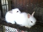 Angora Rabbit For Adoption Rm20 - Angora Rabbit Rabbit