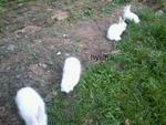 Angora Rabbit For Adoption Rm20 - Angora Rabbit Rabbit