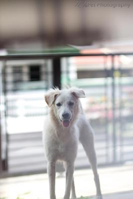 Such A Lady Like... - American Eskimo Dog Mix Dog