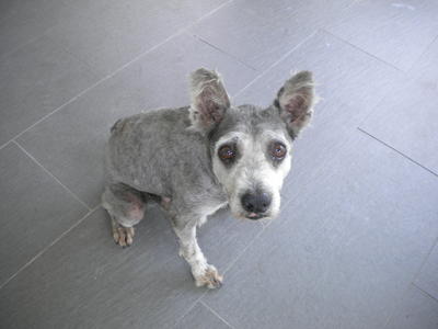 Cheque - Schnauzer Mix Dog