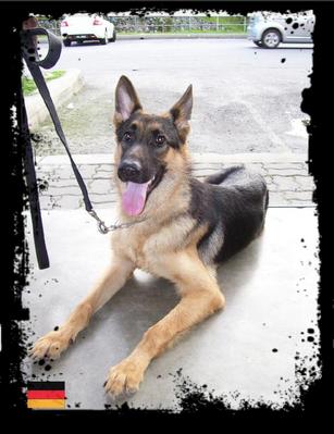 Male German Shepherd Dog - German Shepherd Dog Dog