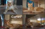 COMEL (Adopted! =D)