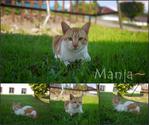 MANJA (no more)