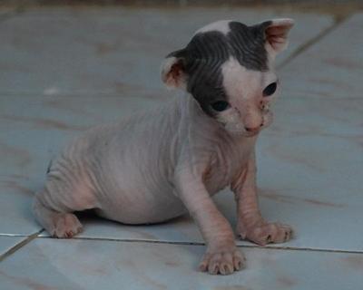 Hairless Cat - Sphynx (hairless cat) Cat