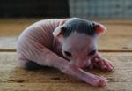 Hairless Cat - Sphynx (hairless cat) Cat