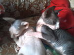 Hairless Cat - Sphynx (hairless cat) Cat