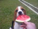 enjoying his favorite watermelon