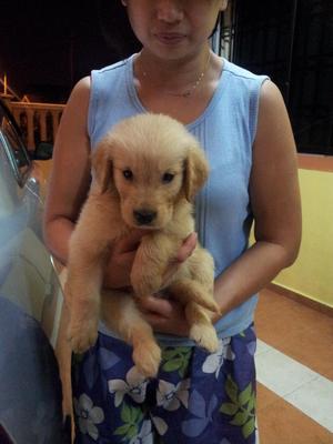 Purebred Golden Retriever Puppy - Golden Retriever Dog