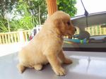 Purebred Golden Retriever Puppy - Golden Retriever Dog