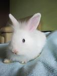 Blue-eyed Lionhead Bunny  - Lionhead Rabbit