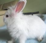 Blue-eyed Lionhead Bunny  - Lionhead Rabbit