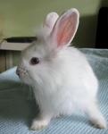 Blue-eyed Lionhead Bunny  - Lionhead Rabbit