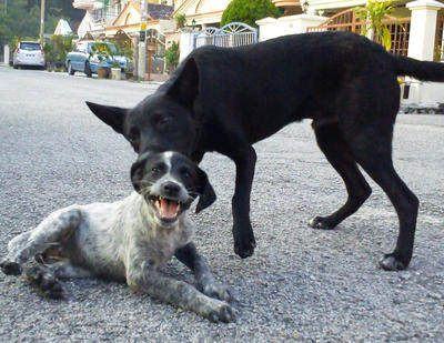 Scissors And Cd - Mixed Breed Dog