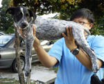 Scissors And Cd - Mixed Breed Dog