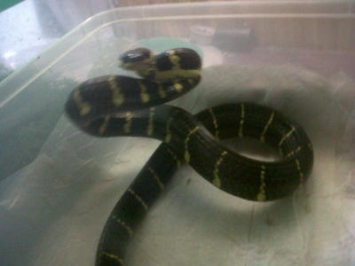 Mangrove Snake - Snake Reptile