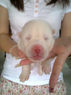 Pure White Siberian Husky - Siberian Husky Dog