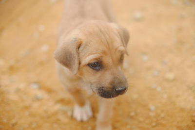 Hamlet - Mixed Breed Dog